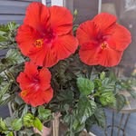 Joanne Bock - @jtbock - Instagram