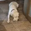 Joanne Bonello - @joanne.bonello4 - TikTok