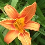 Joanne Bourque - @joanne.bourque.566 - Instagram