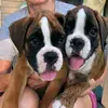 Joanne's Boxers and puppies - @boxers.club.house - TikTok