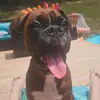 Willow Joann - @willowjoanntheboxerdog - TikTok