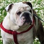 Joanne Boylan Bernier - @paul_and_pennythe_bulldog - Instagram