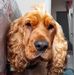 Joanne Brownlee - Facebook