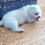 Joanne Cathcart - @joanne_cathcart_vt - Instagram