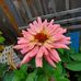Joanne Cheek - Facebook