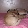 joanneconte49 - @joanneconte49 - TikTok