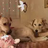 joanneconte66 - @joanneconte66 - TikTok