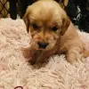 joannecontenti - @joannecontenti - TikTok