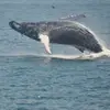 🐋Whale 💕 - @joannemcorrigan - TikTok