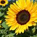 Joanne Deane - Facebook