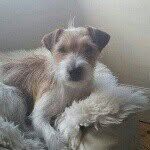 Joanne Dent - @johannadent - Instagram