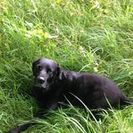 Joanne Dickson - @joannedickson43 - Instagram