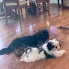 Joan Dillon - @joan.dillon - TikTok