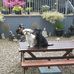 Joanne Dillon - Facebook