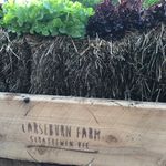 Joanne Dobson - @carseburnfarm - Instagram