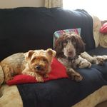 Joanne dodson - @xtawnyowlx - Instagram