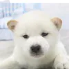 Joanne.Dodson - @huelmykhy60 - TikTok