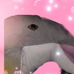 Flipper Joanne - @flipperjoannethedolphin - Instagram