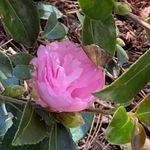 Joan Doolittle Chambers - @joaniedo54 - Instagram