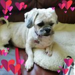 Joanne Drummond - @joannedrummond297 - Instagram