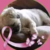 Joanne drummond - @joanne.drummond - TikTok