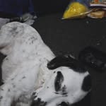joanne helen Drever-Elder - @lycanroc_2018 - Instagram