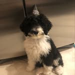 Joanne Ely - @stetson_the_aussiedude - Instagram