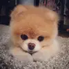 Joanne Förster - @annifö - TikTok