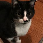 Joanne Forte - @joanne.f.29 - Instagram