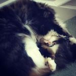 joanne Fortenbacher - @joannefortenbacher - Instagram