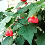Joanne Fuller - @gardengrlportland - Instagram