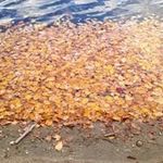 Joanne Goffman - @joannegoffman - Instagram
