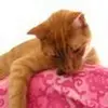 joannehalm763 - @joannehalm763 - TikTok