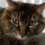 Joanne Healey - @sacristanjoanne - Instagram