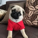Joanne Hoff - @jyong83075 - Instagram