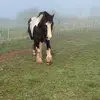 Jojo - @joannehook188 - TikTok
