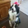Joanne Hoyle - @joanne.hoyle68 - TikTok