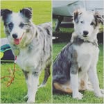 Joanne Hoyle - @lunamaysiebordercollies - Instagram