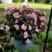 Joanne Humphries - Facebook