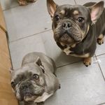 Joanne Humphries - @bettynbertie - Instagram