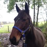 Joanne 🐎🐶🐴🐕 - @joannehutton07 - Instagram