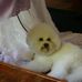 Zipadedoda Bichon Frise Joanne &amp; Gerard Price NZ Julia Jeffrey AUST - Facebook