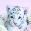 Joanne Jeffries793 - @joannejeffries793 - TikTok