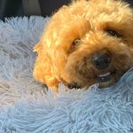 Joanne Krause - @owl.hoarder - Instagram