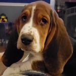 JoAnne Lambert - @quietcornerbassethounds - Instagram