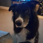 Joanne Lang - @joanne4171 - Instagram