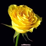 Jo Ann Langston - @msgma2745 - Instagram