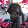 Joanne Lapierre995 - @joannelapierre995 - TikTok