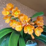 Joanne Lapierre - @lapierre3441 - Instagram