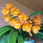 Joanne Lapierre - Facebook